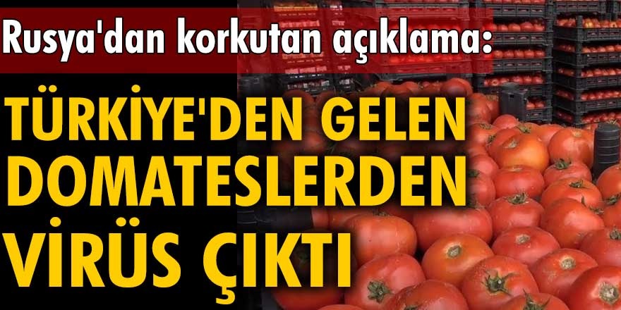 Rusya'dan Türkye'ye kötü haber! Türkiye'den giden domateslerde virüs rastlandı...